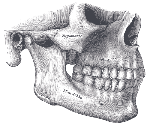 Relationship between the maxilla and mandible